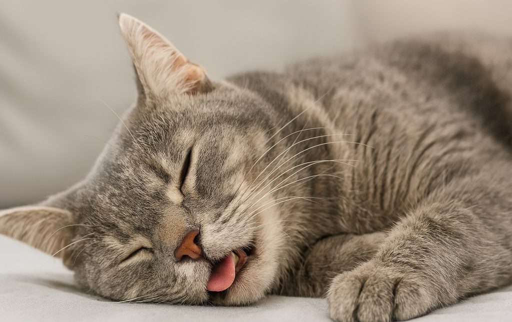 Why Does My Cat Snore