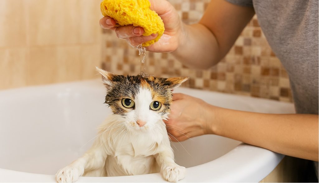 How to Bathe a Cat