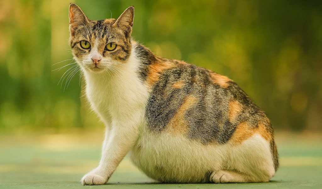 How Long Are Cats Pregnant