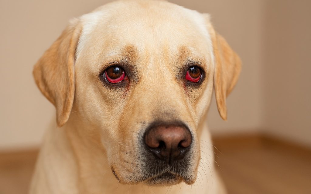 Why Are My Dog’s Eyes Red