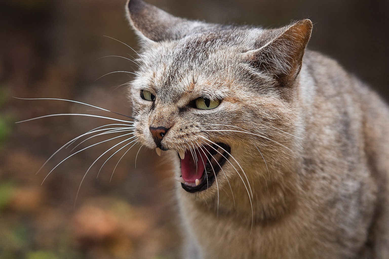 Cat Rabies: Warning Signs to Look For (Quick Guide) 🚨