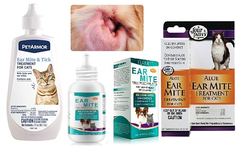 Best Ear Mite Treatment For Cats