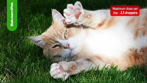 Best Antibiotic For Upper Respiratory Infection In Cats