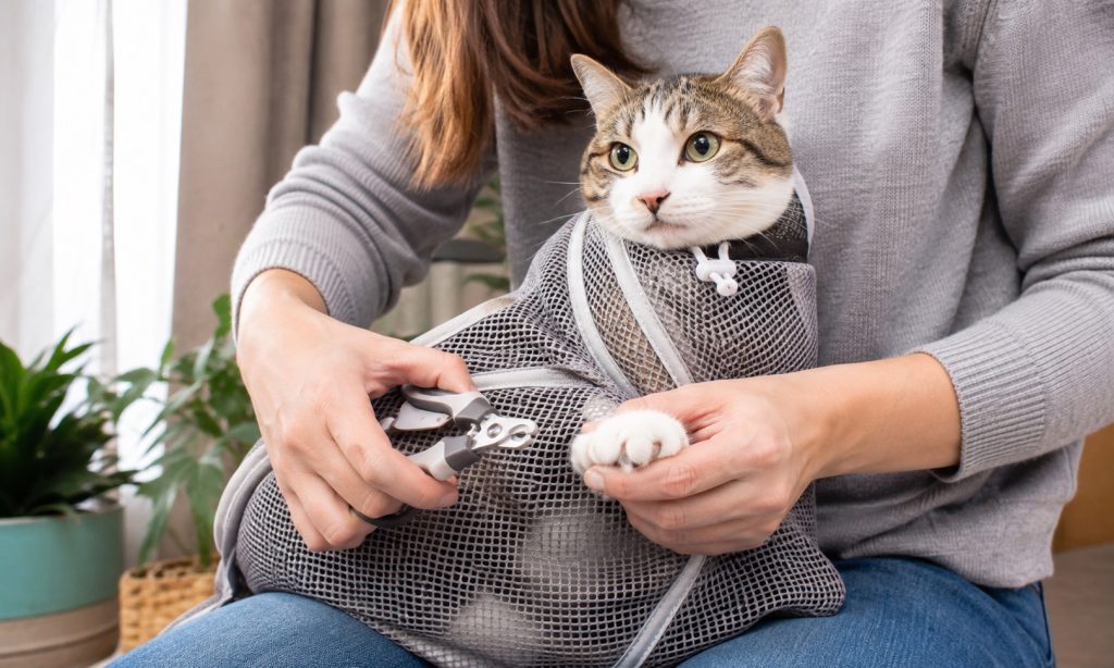 Best Cat Restraint For Nail Clipping