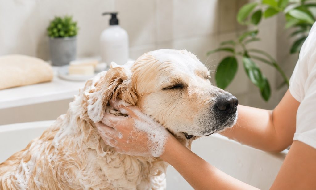Best Flea Shampoo For Dogs With Sensitive Skin