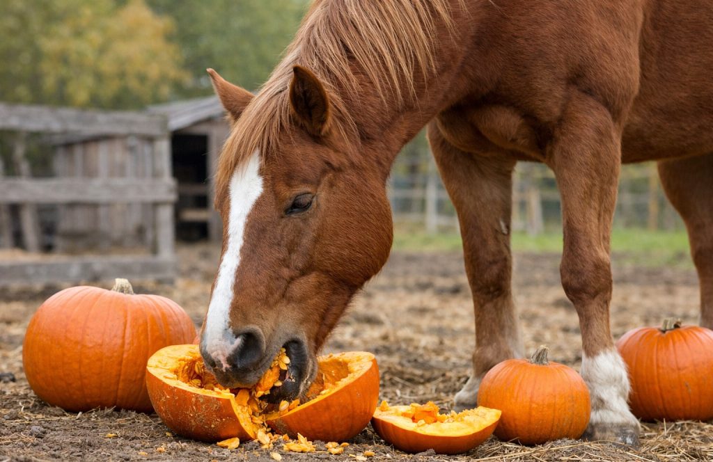 Do Horses Eat Pumpkins