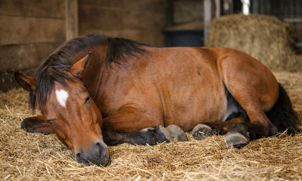 Do Horses Sleep Lying Down