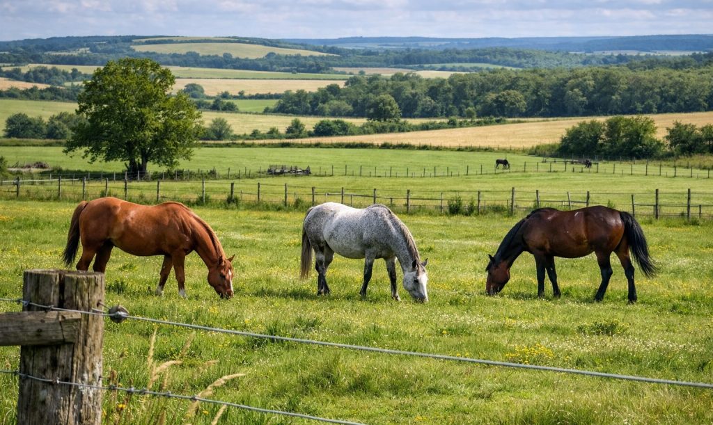 How Many Acres Does A Horse Need