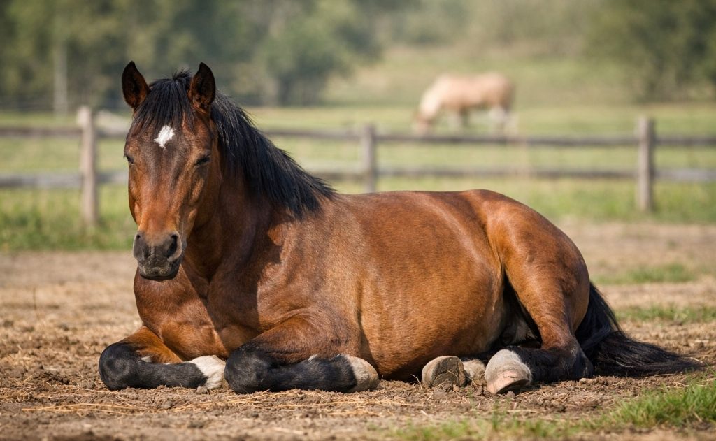 What Does It Mean When A Horse Is Laying Down