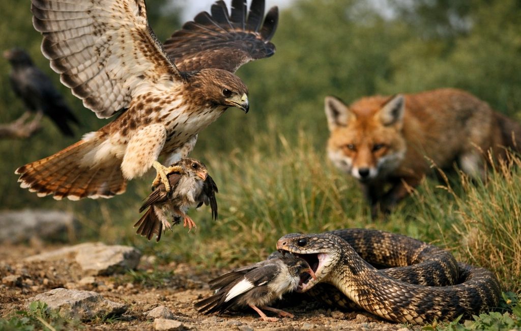 What Eats A Bird