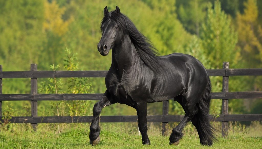 What Is A Stallion Horse