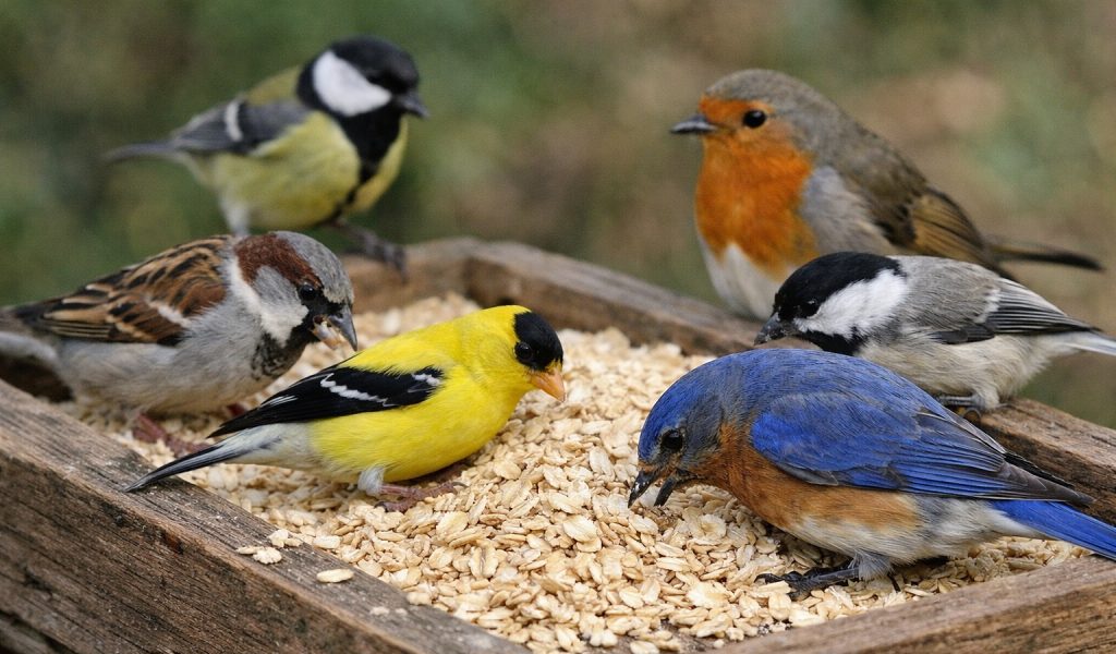 Will Birds Eat Oats