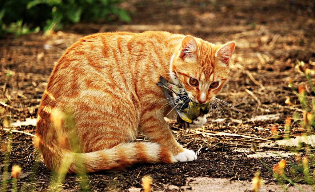 Do House Cats Eat Birds