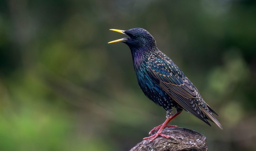 What Is Starling Bird