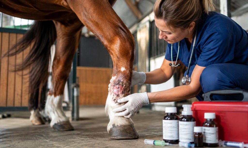 Best Antibiotic For Cellulitis In Horses