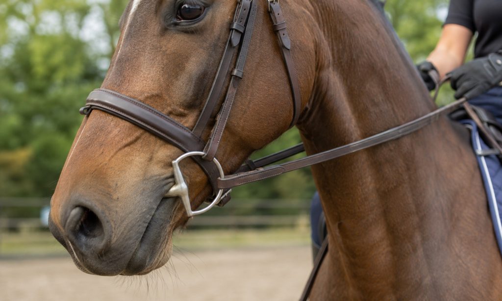 Best Bit For Horse Heavy On Forehand