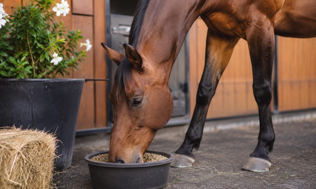 Best Feed For Horses With Navicular