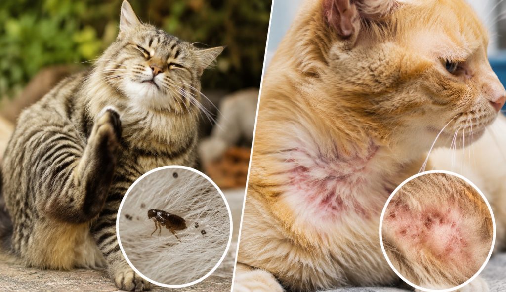 Cat Fleas vs Allergies