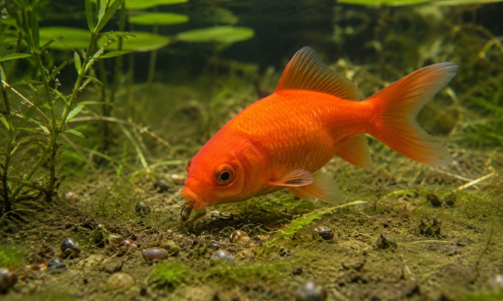 What Do Goldfish Eat In The Wild