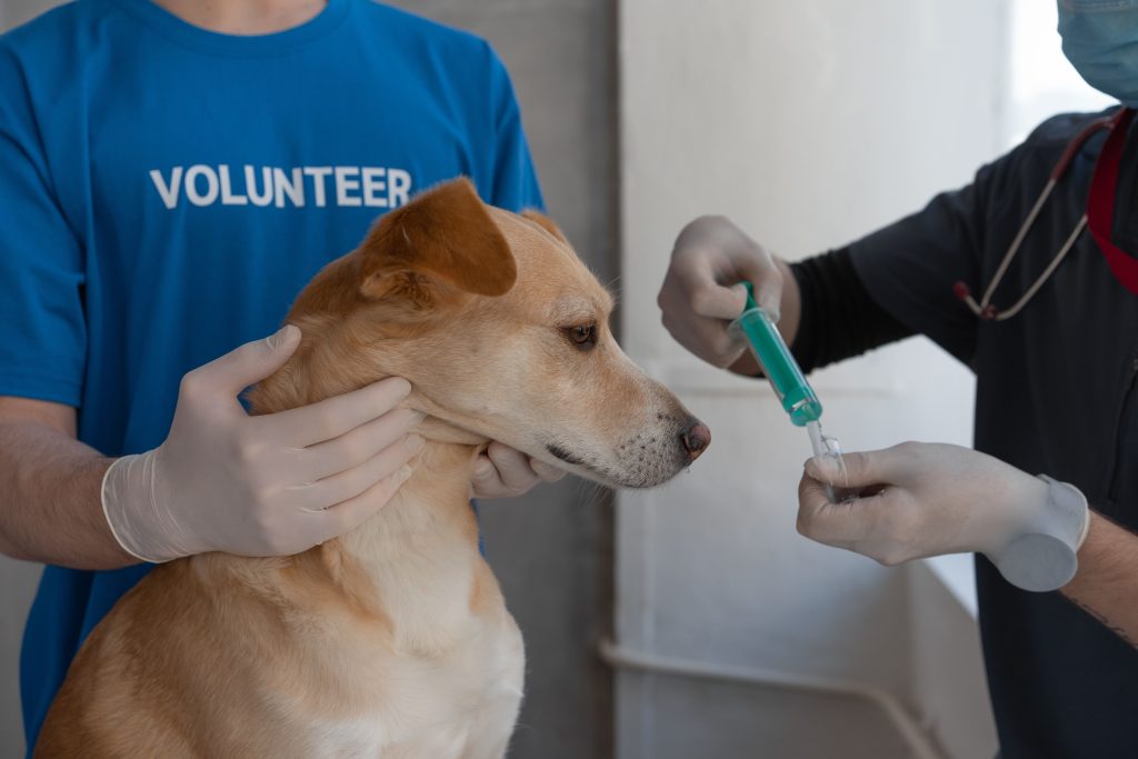 What Does DHLPP Protect Dogs Against