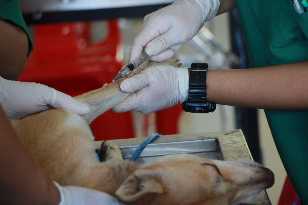 What Does DHLPP Protect Dogs Against
