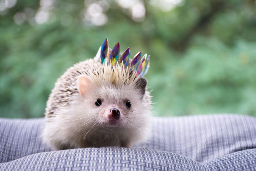 What Foods Are Unsafe for Hedgehogs