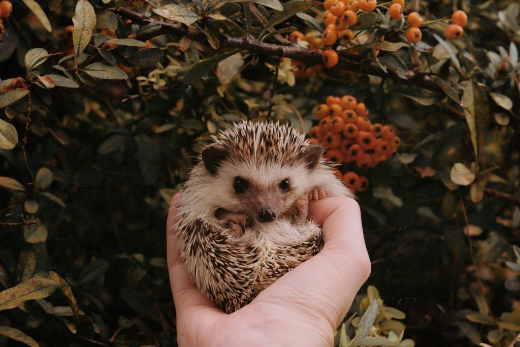 What Foods Are Unsafe for Hedgehogs