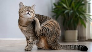 Why Is My Cat Itching But Has No Fleas