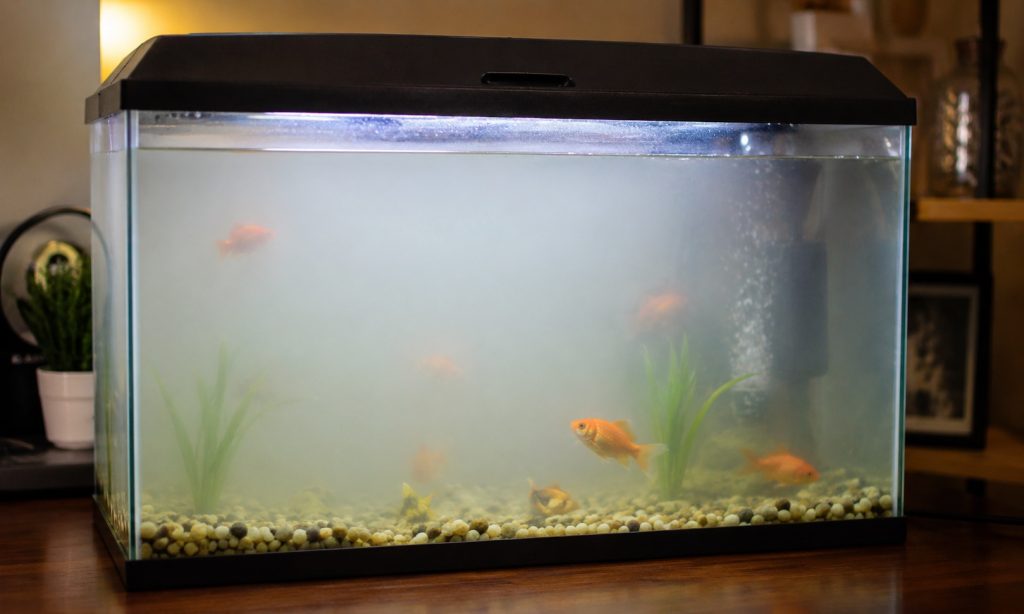 Why Is My Goldfish Tank Cloudy