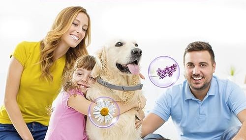 Best Calming Collars For Hyperactive Border Collies