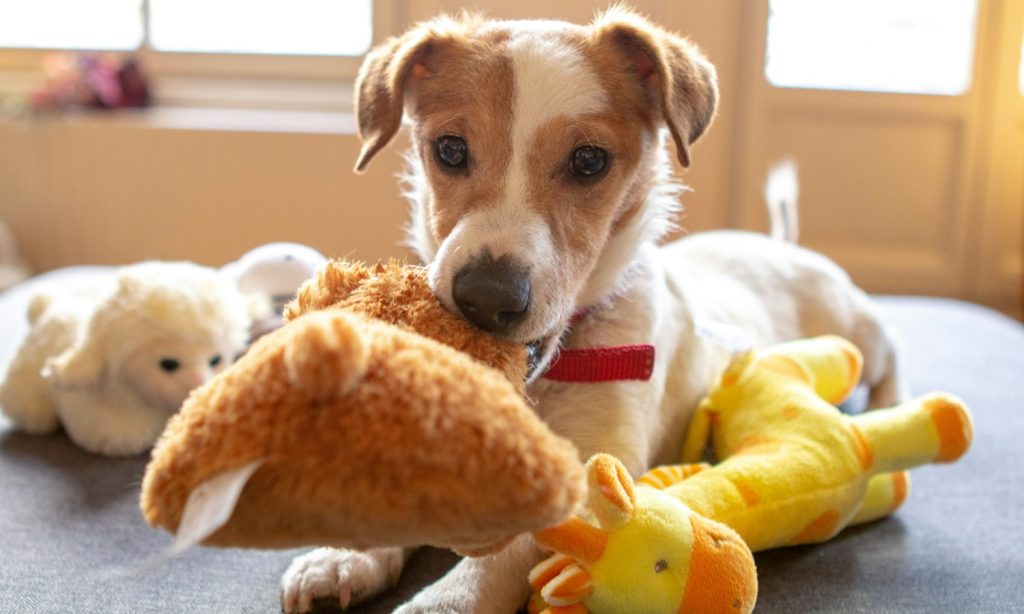 Young dog playing with chew toys