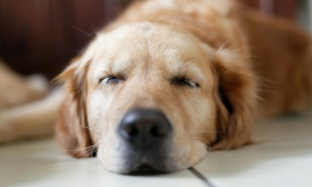Relaxed dog at home during a calm enrichment routine