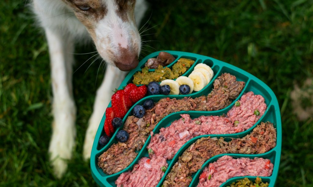 Dog using a slow-feeding enrichment activity