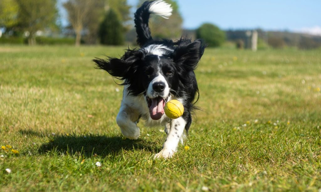Black and white dog retrieving a tennis ball across a grassy play area
