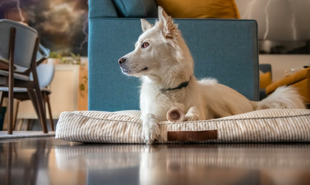 Dog at home during an enrichment routine