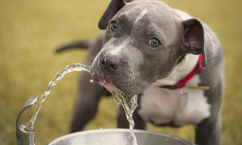 Multiple dogs together near a water station
