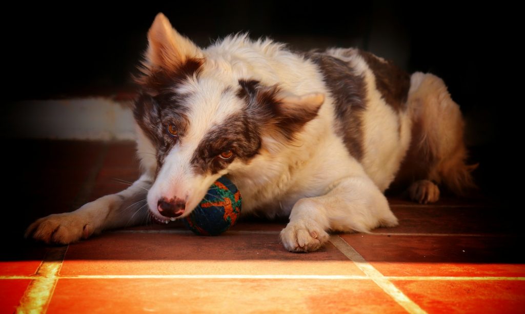 Focused dog during an indoor enrichment play session