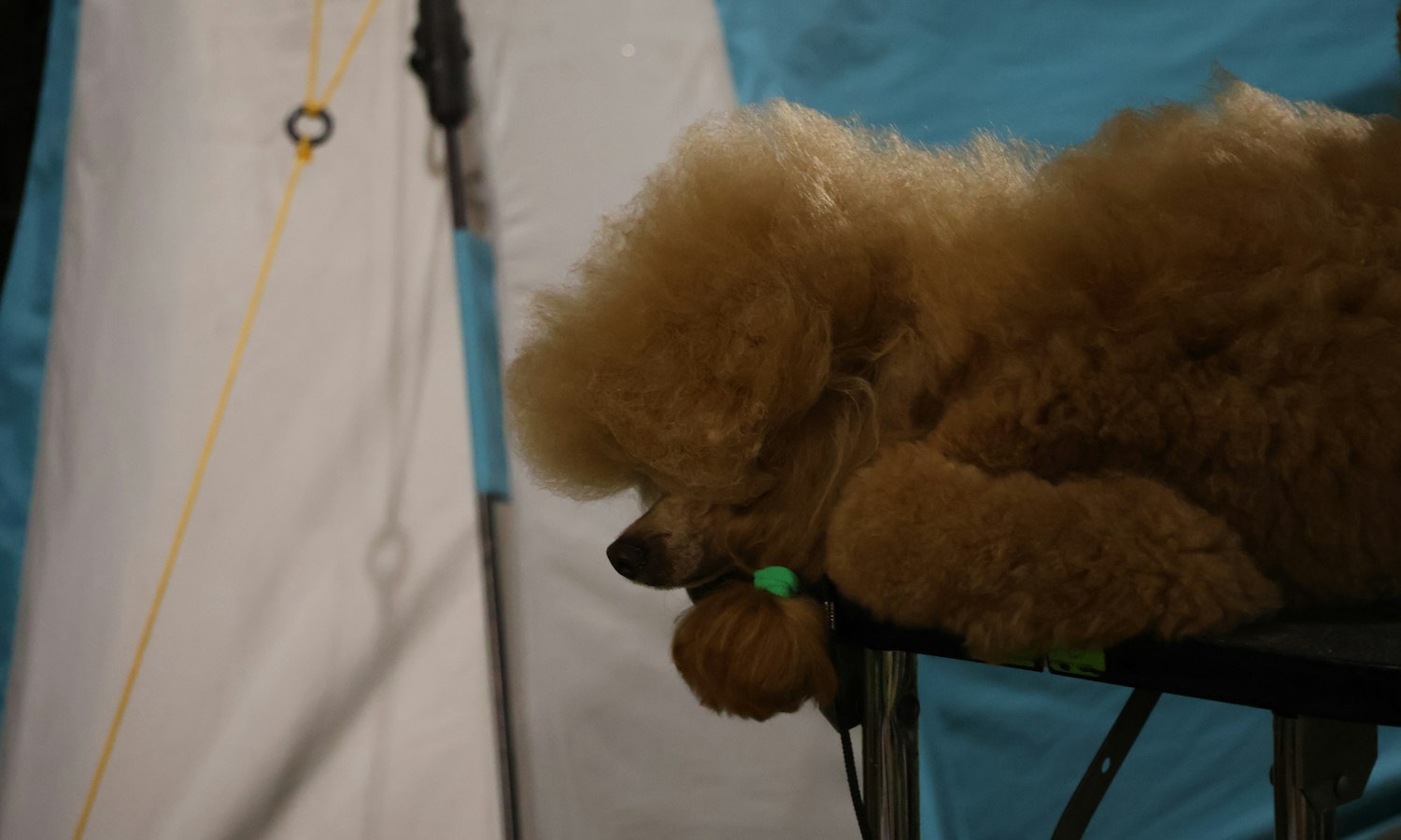 Apricot Poodle resting on a grooming table after being groomed