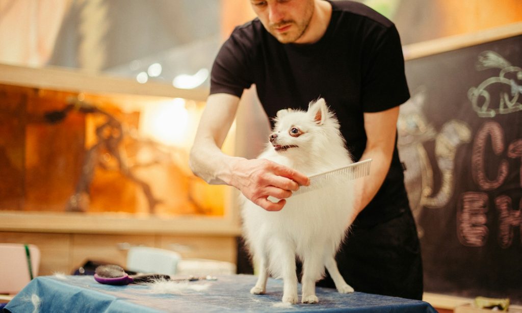 Thick-coated dog being brushed during a grooming session