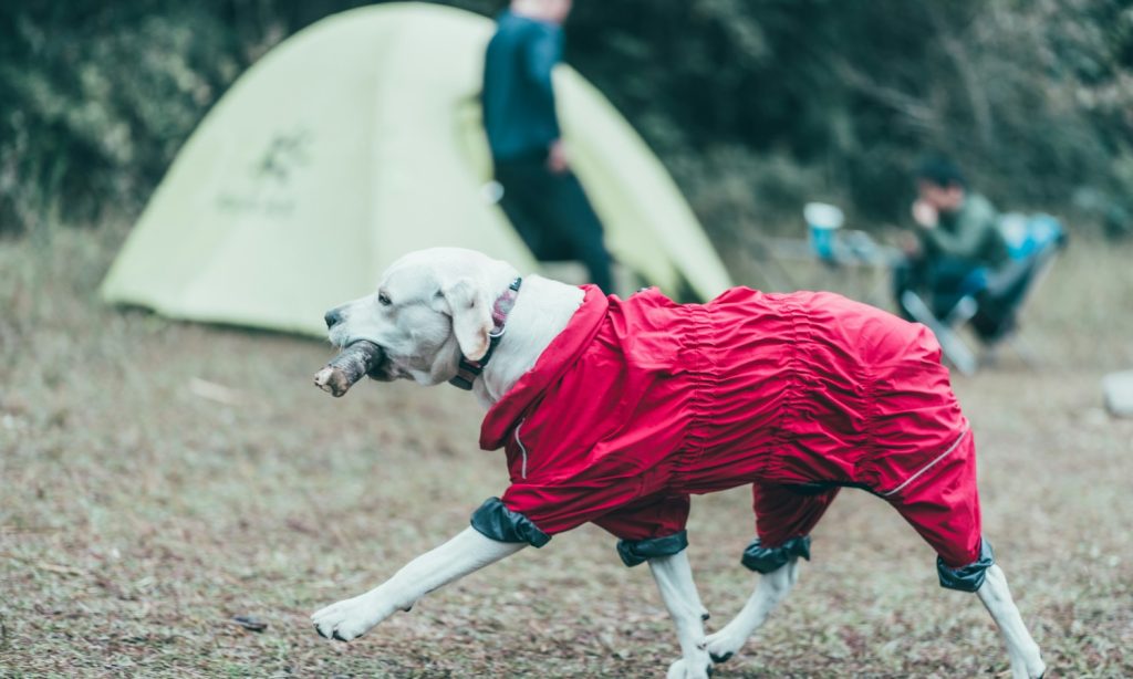 Large dog wearing a red rain suit at an outdoor campsite