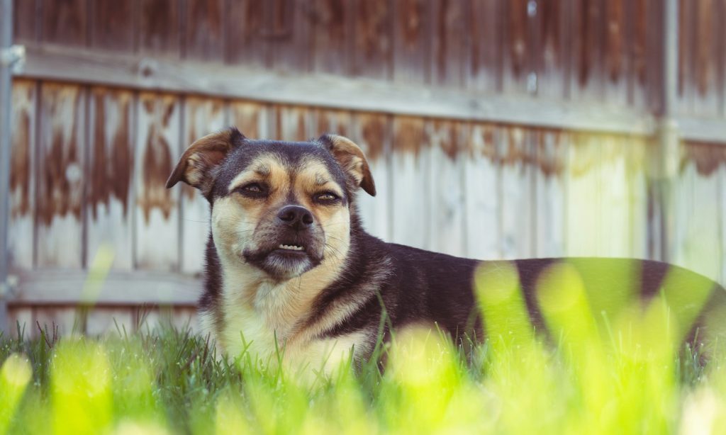Short-haired dog resting on grass in a backyard with shaded areas
