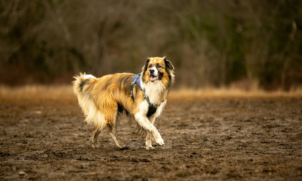 Dog with muddy lower legs walking across a wet field