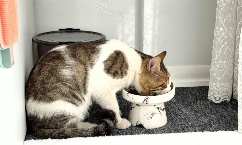 Tabby and white cat eating from a raised ceramic bowl on a rug