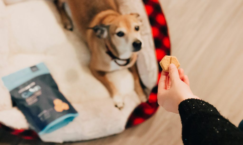 Dog receiving a treat from an owner during indoor training