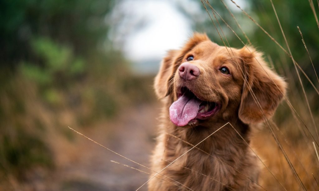 Dog outdoors in a grassy setting, illustrating mosquito protection.