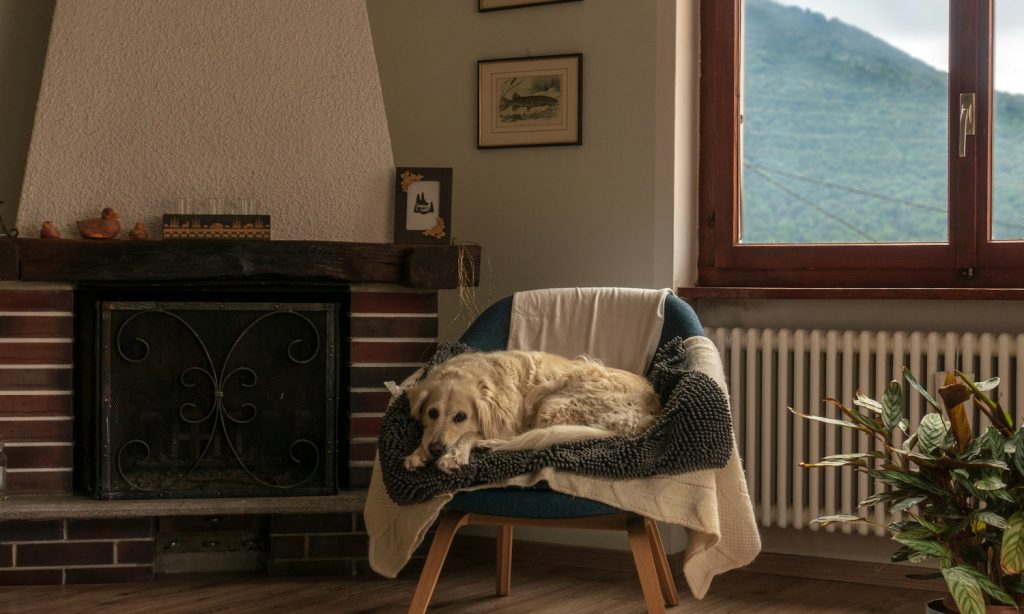 Golden retriever relaxing on a chair near a fireplace at home.