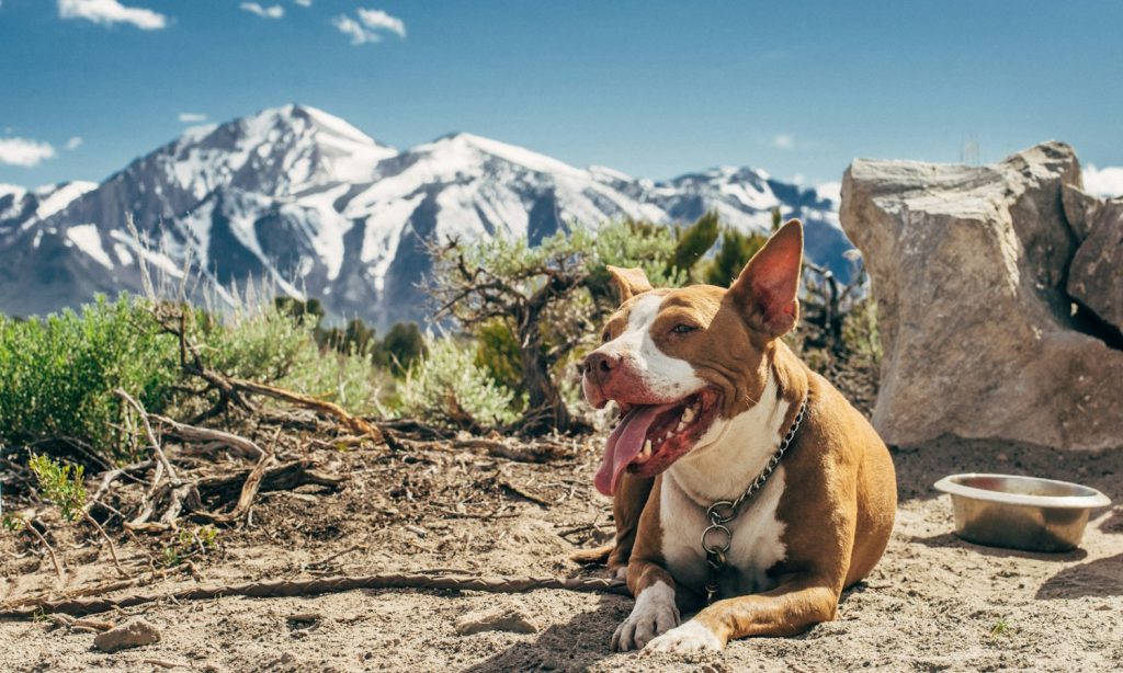 Dog beside a portable bowl outdoors, illustrating travel food storage for dogs.