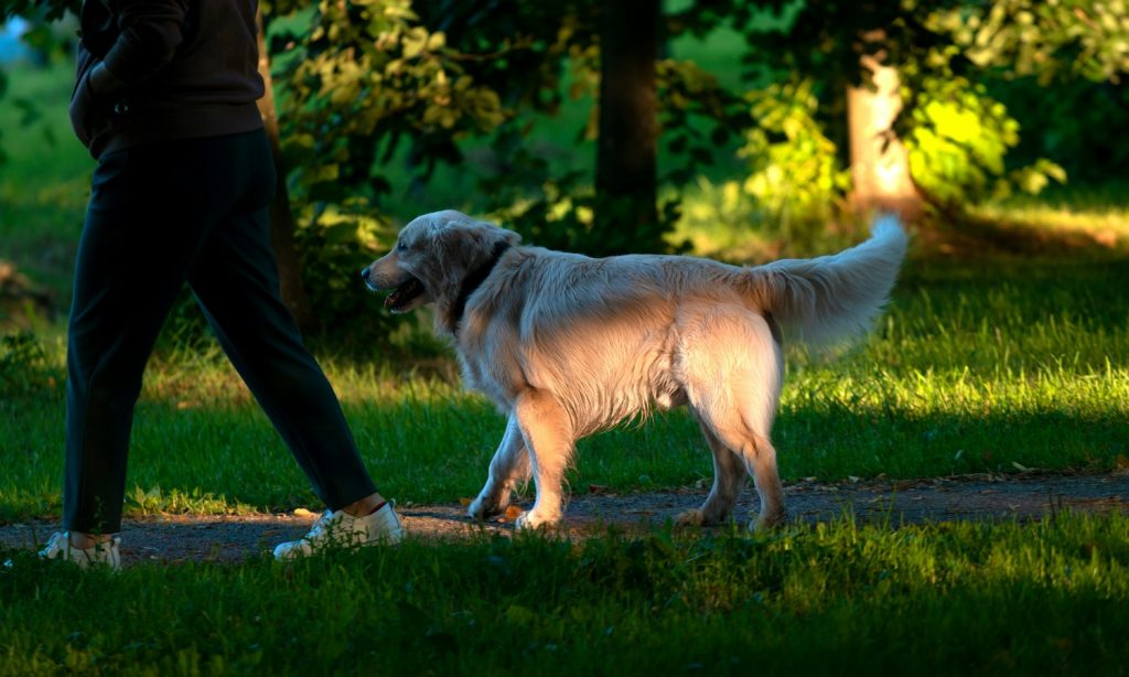 A person walking a dog outdoors