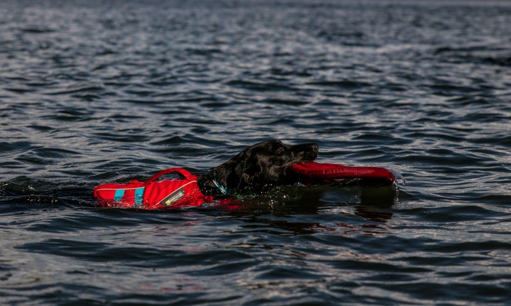 Dog wearing a life jacket during an outdoor water outing