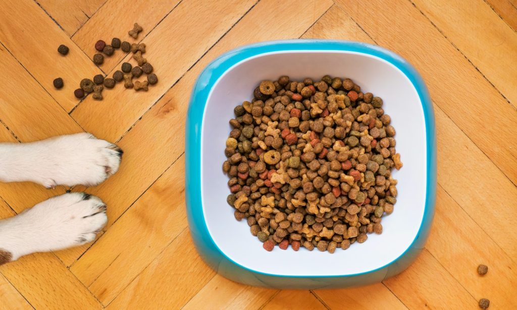 Dog eating from a food bowl at home